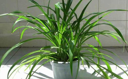 穷人家里摆上这4种植物，方能扭转运势，暗喻越住越富裕！