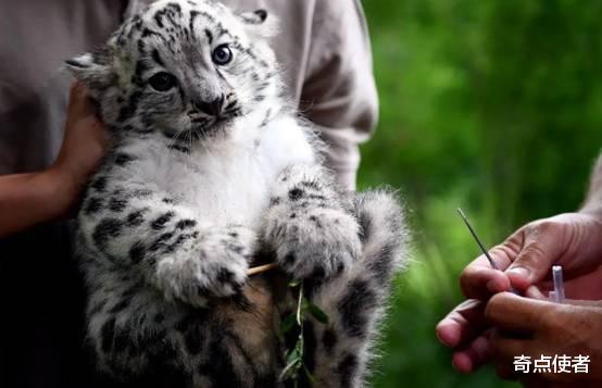 西藏|西藏拍到“雪山之王”,明明是顶级掠食者,为何却打不过流浪藏獒