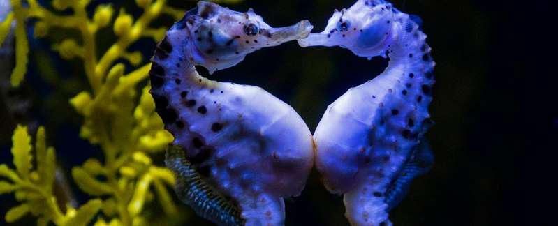 怪物猎人崛起|《怪物猎人崛起》风雷神龙传说解析！原型是日本神话伊邪那岐兄妹