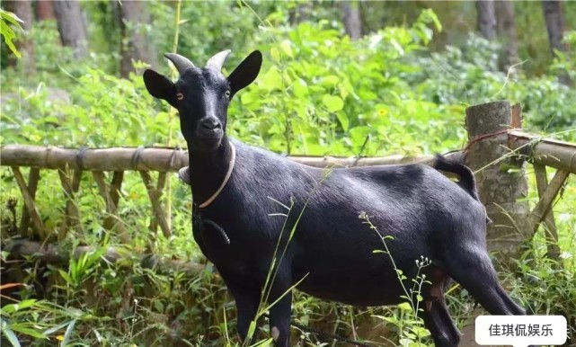 张艺兴|张艺兴当代驾，一群东山羊抢道。看张艺兴和彭彭如何“神仙”搭话