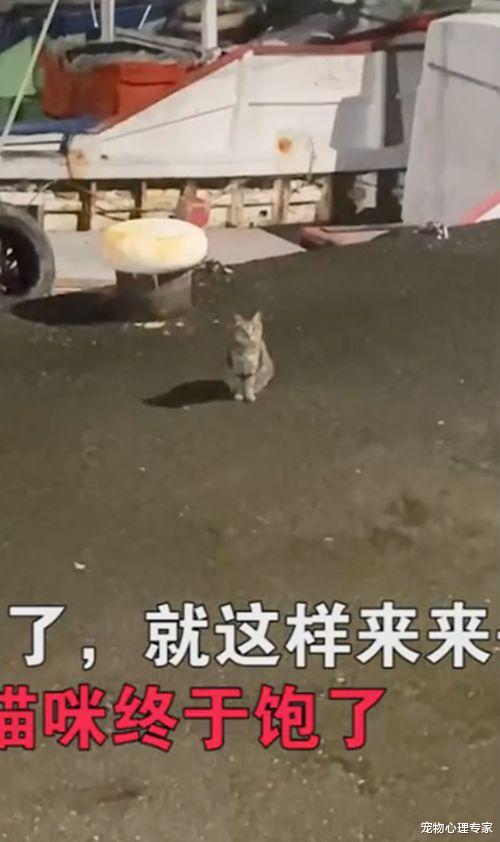 饵料|小伙夜钓遇见流浪猫讨食,一连来了3次:你让我压力很大呀