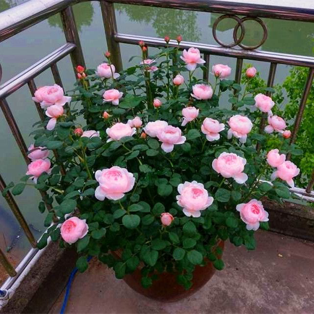 15种养人植物,养在家里身心舒畅,你养过几种