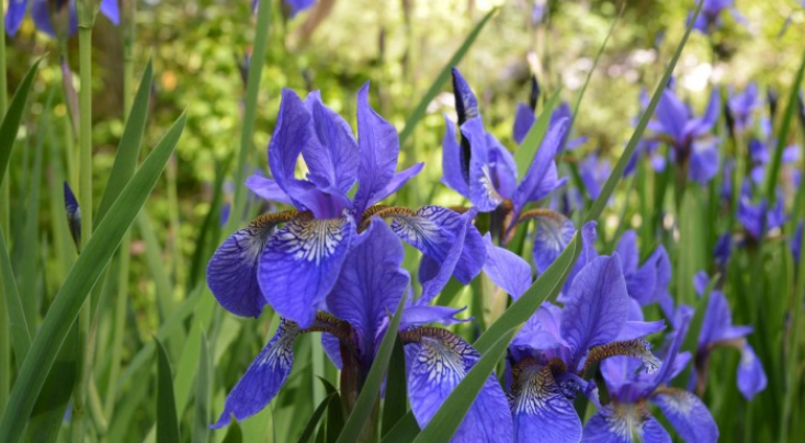 职业教育|“银发族就业”成热潮,“90后”开始为退休父母找工作!