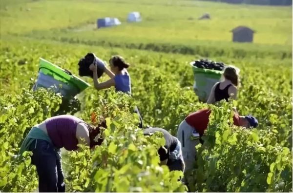 梁朝伟|赵薇4000万买外国酒庄，卖回国980元一瓶，结果被煤老板狠狠打脸