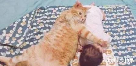橘猫依偎着小主人睡了，中途橘猫的动作亮了，网友表示：胆肥了！