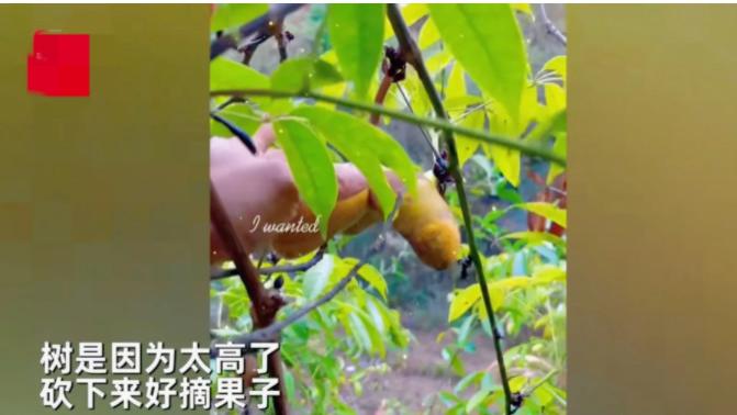 江西抚州，一男子上山发现一颗野果树，摘几个尝了一下，感觉特好吃