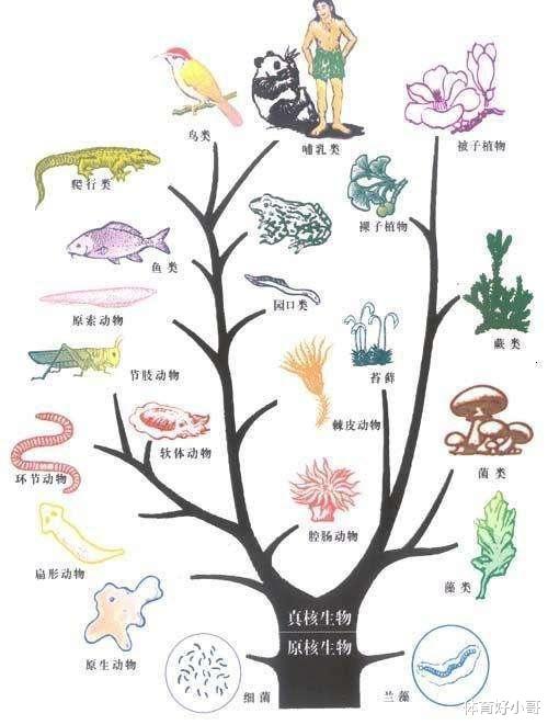 人类起源问题最大骗局,存在了100多年,3亿年前我们真是一条鱼?
