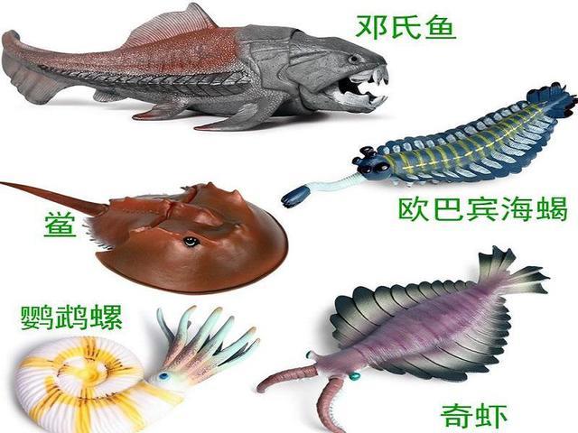 1升10万!生存4亿年的生物被人“疯狂抽血”,我国每年急需20万只
