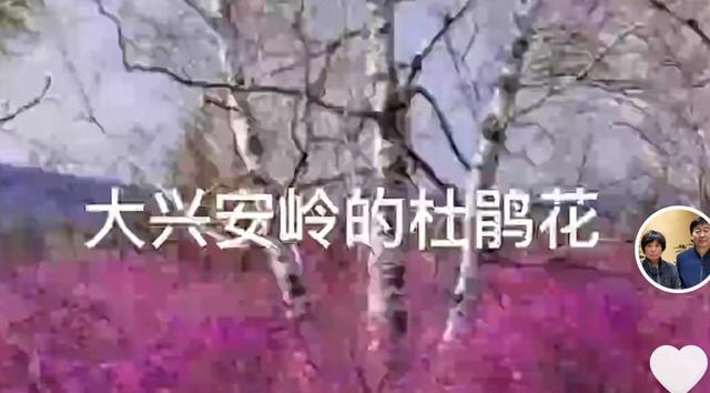 |是杜鹃花还是杜鹃鸟？空花开不出业的果，而杜鹃鸟的行为令人不齿