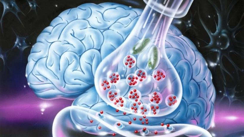 陈根：将人脑细胞移入动物脑内，后果是什么？