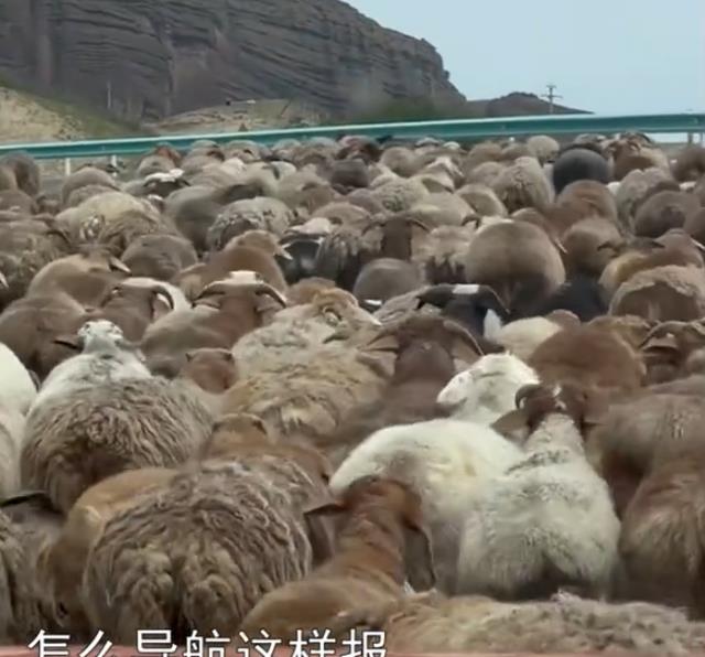 真堵了!新疆一男子听到导航提醒拥堵300米,随后一幕让人笑哭