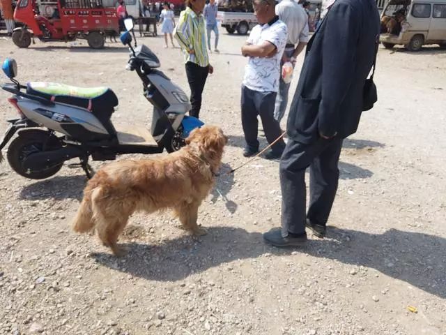 金毛800元卖不出去，老人哽咽，不想把爱犬卖给肉狗商贩！