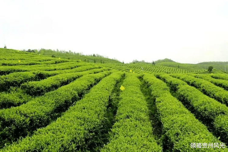 云南|“中国贡茶之乡”原来在这，汉代就为朝廷贡茶，大山之中还藏温泉