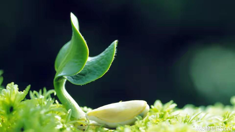 混合生物诞生！科学家已造出能光合作用的动物，改造人类不远了？