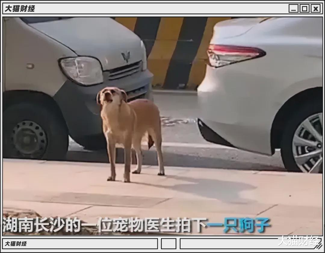 2021年度沙雕新闻大合集,看完笑出八块腹肌