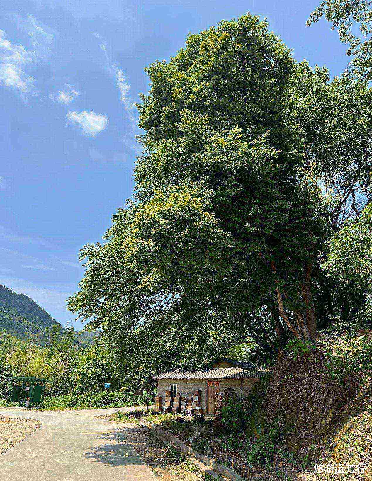 |从化｜胜过阿婆六的鱼洞村