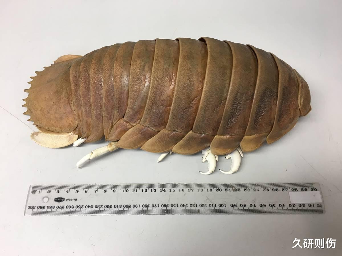 巨型尺寸的深海怪物,长得像外星生物,不吃不喝最长可以存活5年