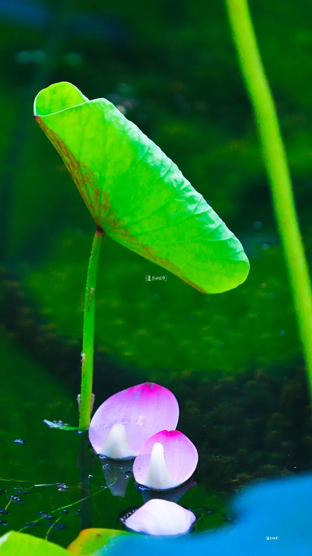 路人甲|漫步林荫小道，看夏花烂漫
