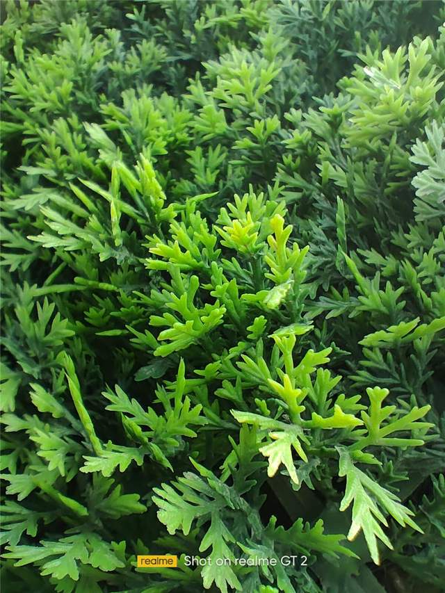 iPhone|性能直追iPhone13，体验全面提升，真我GT2，老婆很满意