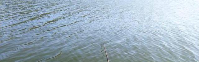 上海市|河道里螃蟹泛滥?钓鱼人纷纷不堪其扰,网友:身在福中不知福