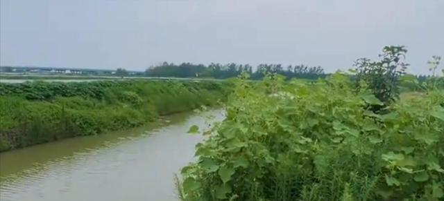 |男子野钓中10斤的大鱼,爆竿后还把自己拉下水,网友:虚荣心作祟