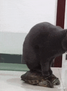 |“这些真实的电影镜头，有多少被你误认为是特效？”