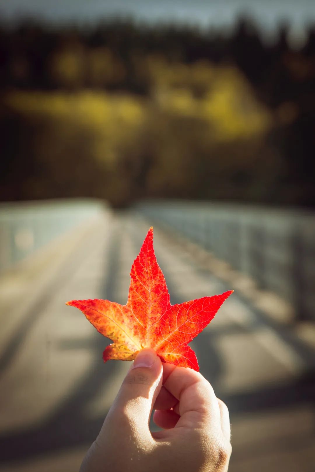 摄影技巧:一片树叶的多种拍法,美爆朋友圈!