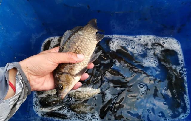 饵料|钓鱼资源好是种什么体验？有人没经历过，说出来你可能还不信！