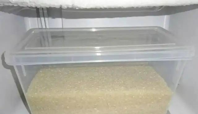 米象是害虫吗?它在干燥的大米中是如何存活的?
