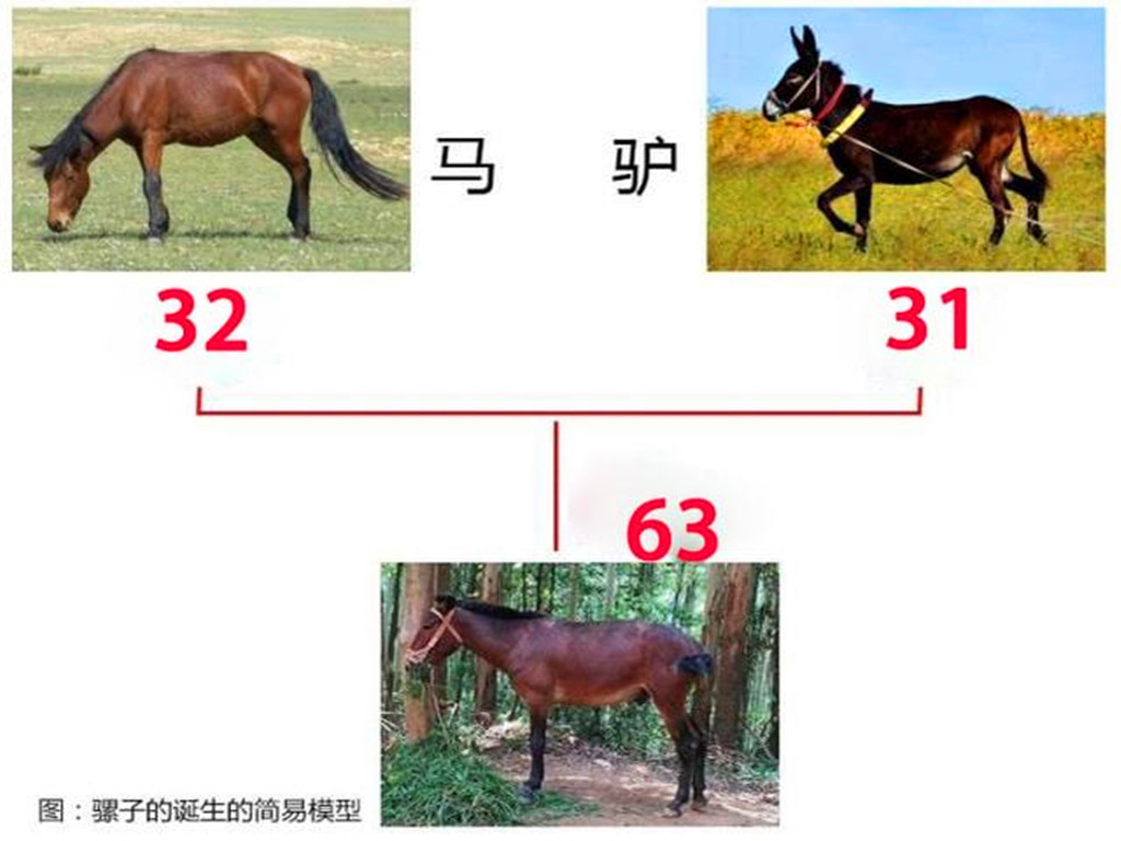 骡子怀孕必死?为什么骡子无法生育?原来是“马和驴”惹的祸