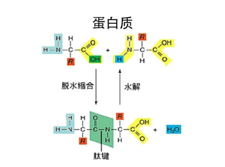 AI在蛋白折叠里再一次战胜人类