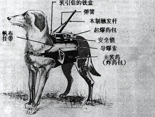 训练海洋哺乳动物打仗?凶悍的海狮负责刺杀,聪慧的海豚去排雷