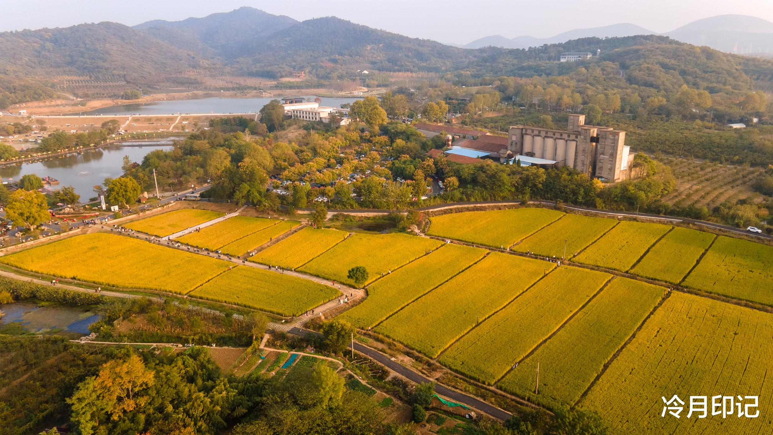 南京|南京有一片“网红稻田”，藏在千年古村里，景色美若世外桃源