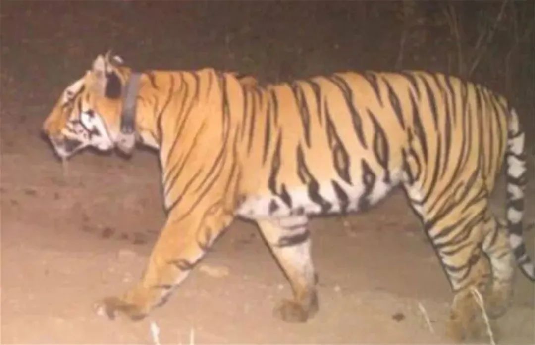 3岁雄虎为寻找配偶,穿越6034里,沿途猎杀3只野猪,咬死2头牛,捕食10多只羚羊