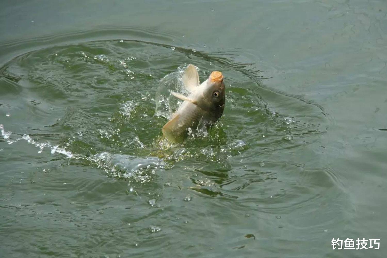 |在肥水鱼塘中怎么钓鱼?钓肥水鱼塘的技巧,钓法和鱼饵的关键点