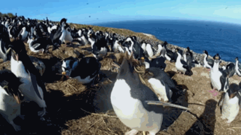 间谍|人类混入企鹅群后,被原配暴打,被渣男抛弃,网友:这个导演不是人