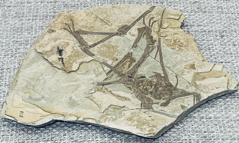 二十年前,北票发现龙鸟化石,可是古生物专家说:这个名字有问题