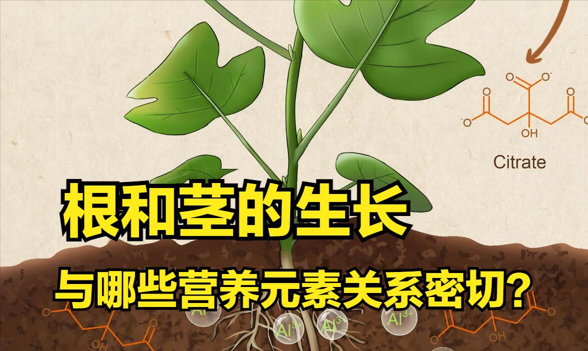 作物生长,根系和茎扮演了什么角色?根系生长靠钾和磷,茎生长呢