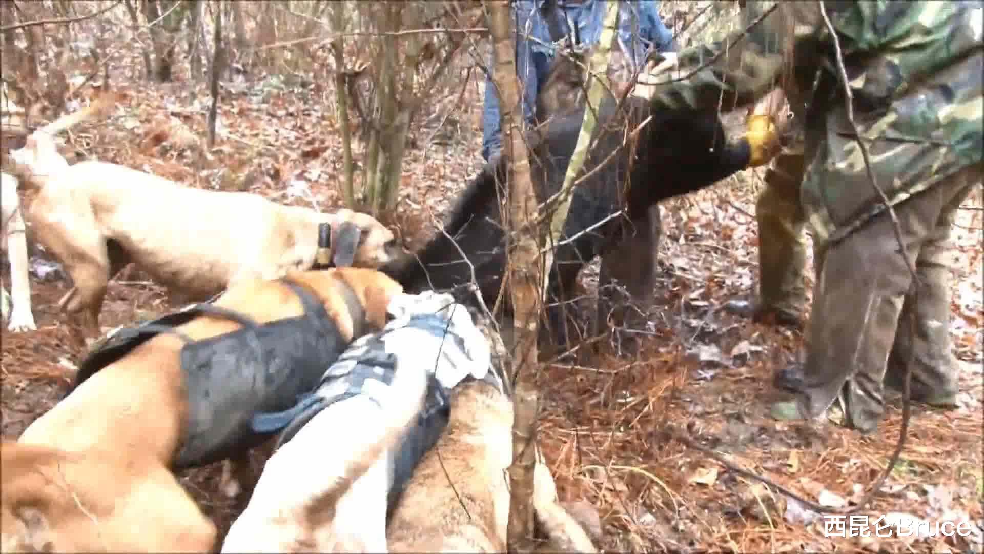 一头奖励2500元!陕西发布捕猎野猪悬赏?当地回应不能下毒和用枪