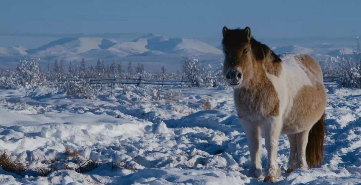 生理期|极寒之地西伯利亚,零下70度如何生活?女性直言:生理期真太难了