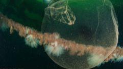 海里出现神秘透明球体，鱼类都敬而远之，这是什么？
