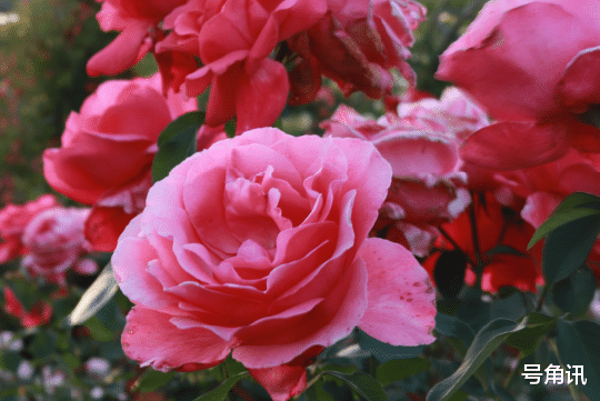 黑粉|真不简单,会怼黑粉了,继续!