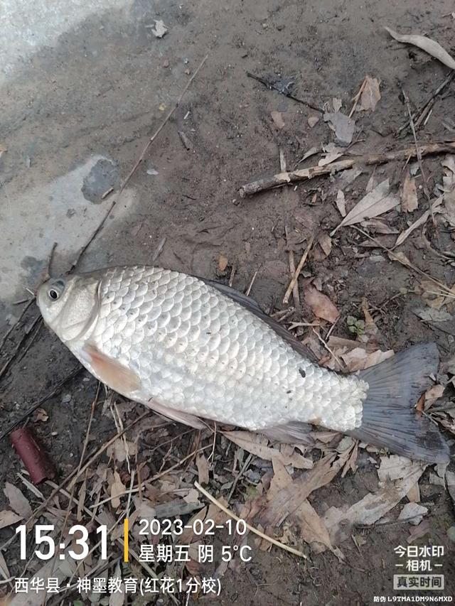 饵料|出钓时间虽短暂,但结果是令人兴奋的