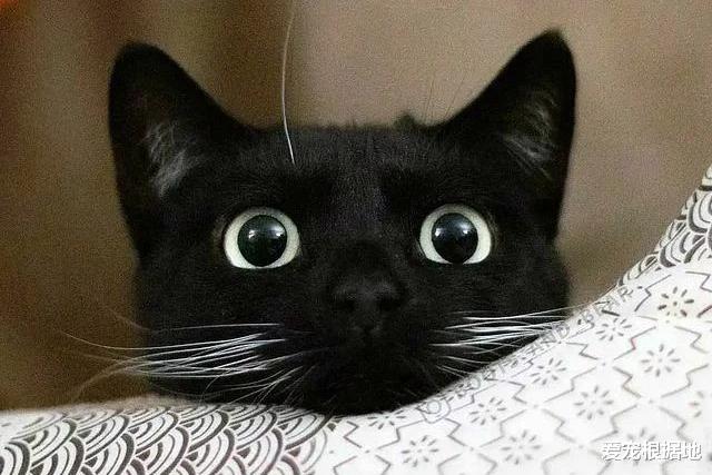 那只自己钻进猫包，被宠物猫驱赶也不离开的流浪猫，终于有家了