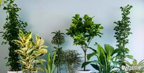 这5种花,漂亮又好养,放卧室客厅都合适,还能净化空气,很实用