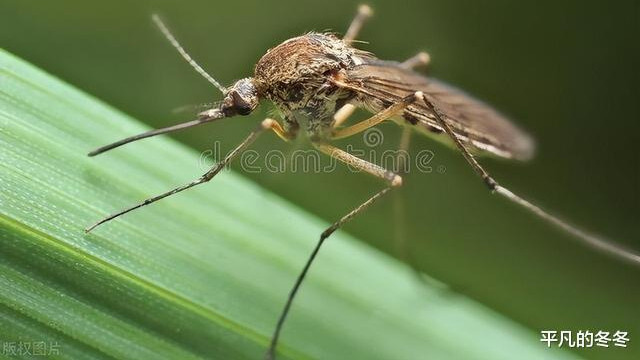 蚊子最怕的3个克星是什么？