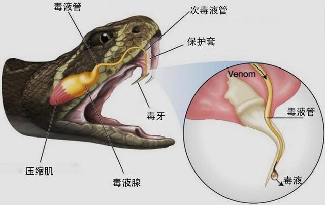 最长的毒蛇,能轻松吞噬其他蛇类,眼镜王蛇有多恐怖?
