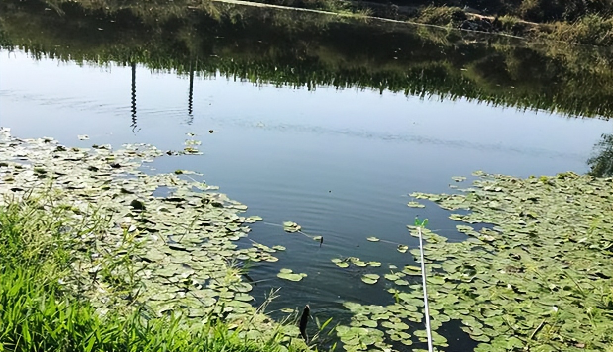 饵料|过了夏至，到水边别急着钓，多做4件事，让你鱼获翻倍，回回连竿