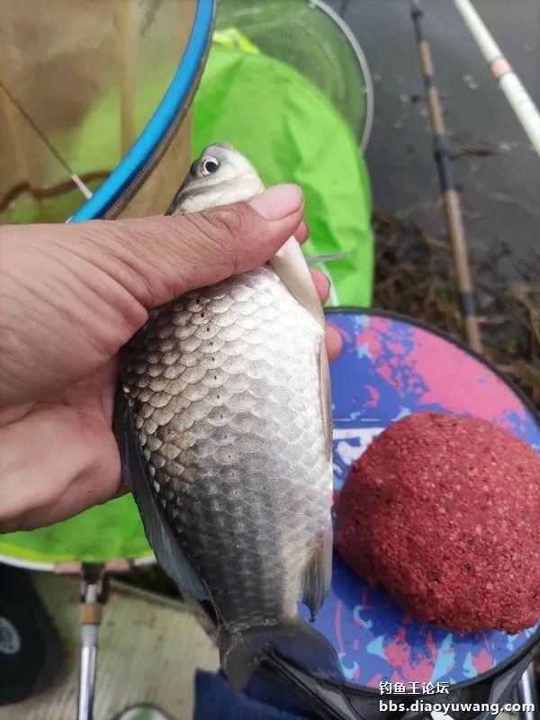 |借钓鱼王慧眼识“疯影”