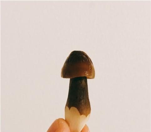 云南一男子在路边花980元买菌子,带到昆明送朋友,网友却笑喷了